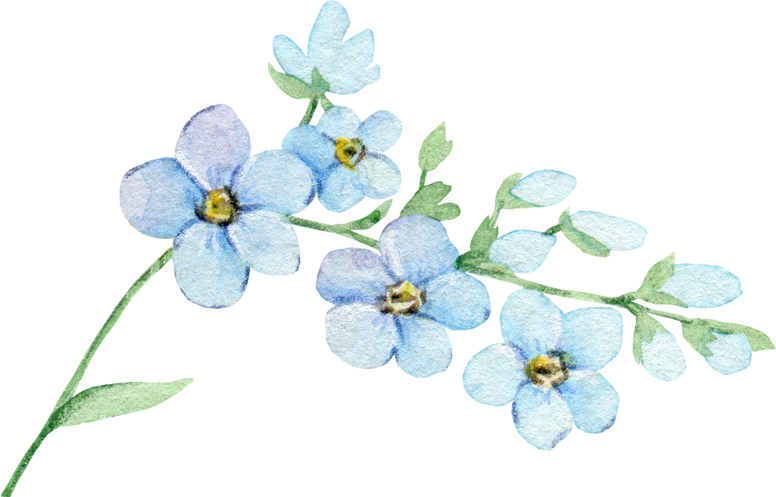 Watercolor forget me not